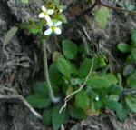 Acker-Schmalwand (Arabidopsis thaliana) kl.