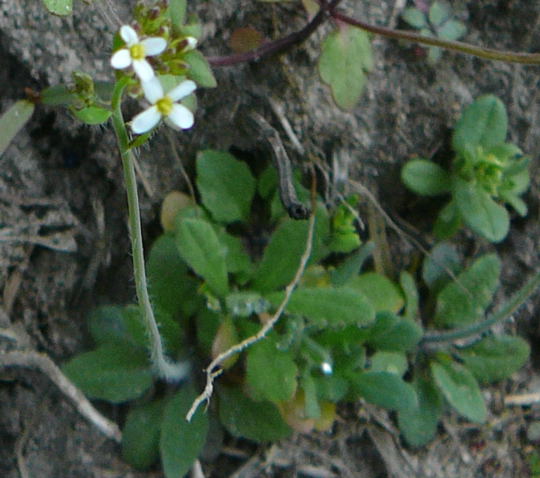 Acker-Schmalwand (Arabidopsis thaliana) April 09 Froschleich u. Insekten Htt 092