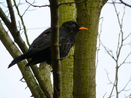 Amsel Mrz 2008 Httenfeld Schleuse & Wald & Blumen 138