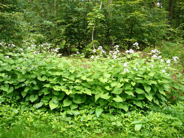 Ausdauerndes Silberblatt (Lunaria rediviva) Mai 09 Ilbeshausen, Hohenrodskopf, Taufstein und Hochmoor 120