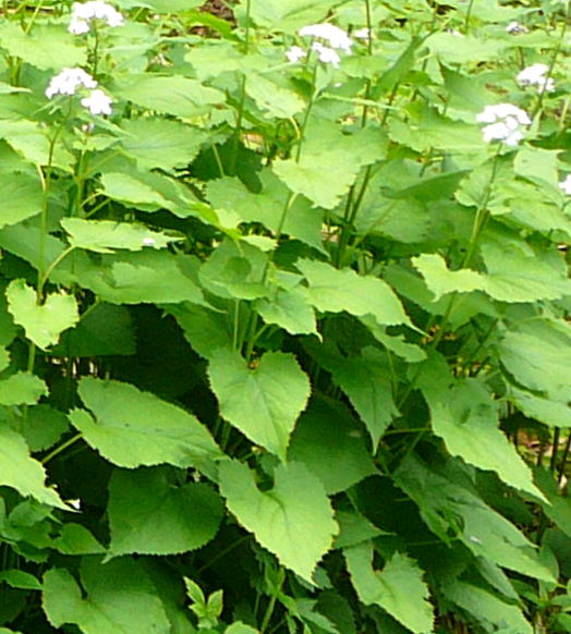 Ausdauerndes Silberblatt (Lunaria rediviva) Mai 09 Ilbeshausen, Hohenrodskopf, Taufstein und Hochmoor 120a