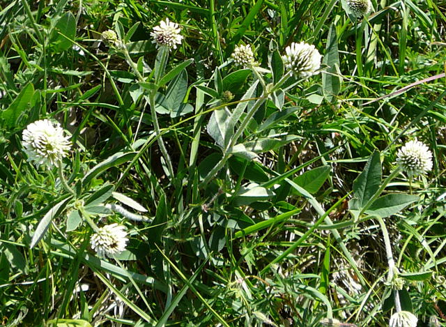 Berg-Klee Trifolium montanum Mai 2011 Bensheim Zell und Gronau Orchideen 093