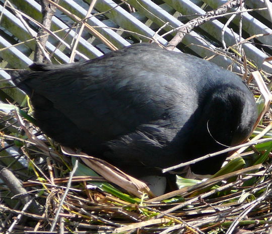 Blhuhn April 2008 F.Geb. Besuch Luisenpark 035