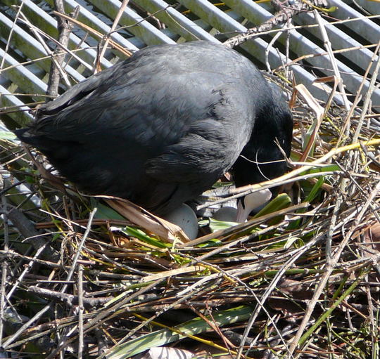 Blhuhn April 2008 F.Geb. Besuch Luisenpark 036