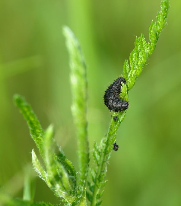Blattkferlarve Nikon Schmetterlinge u. Insekten Brachstck Richtung Lorsch 140