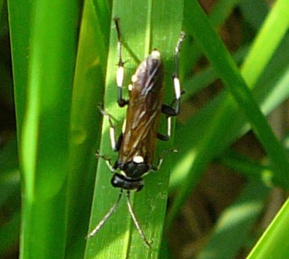 Blattwespe ...Macrophya duodecimpunctata Mai 09 Wildblumen & Insekten Graben Hemsbach 084