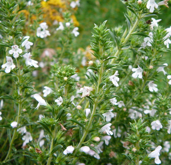 Bohnenkraut (Satureja hortensis Juli 2008 Wildblumen & Schmetterlinge Htt 072