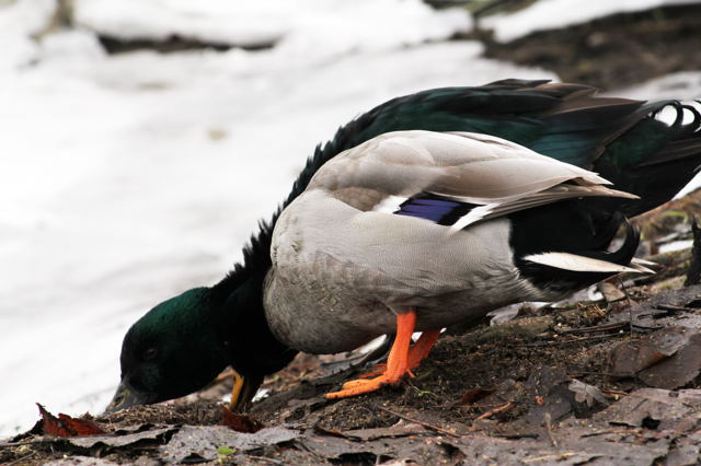 Cayuga-Ente-schwarz-Biedensand-3-02.01