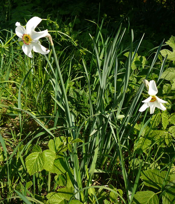 Dichter-Narzisse Narcissus poeticus April 2011 Ostern, NSG Eisenkaute InheideWildblumen Hungen 033