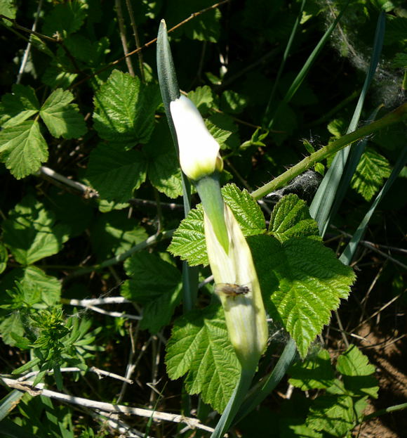 Dichter-Narzisse Narcissus poeticus April 2011 Ostern, NSG Eisenkaute Inheide Wildblumen Hungen 036