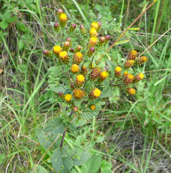 Drrwurz-Alant (Inula conyzae) Sept 2010 Viernheimer Glockenbuckel Blumen 081