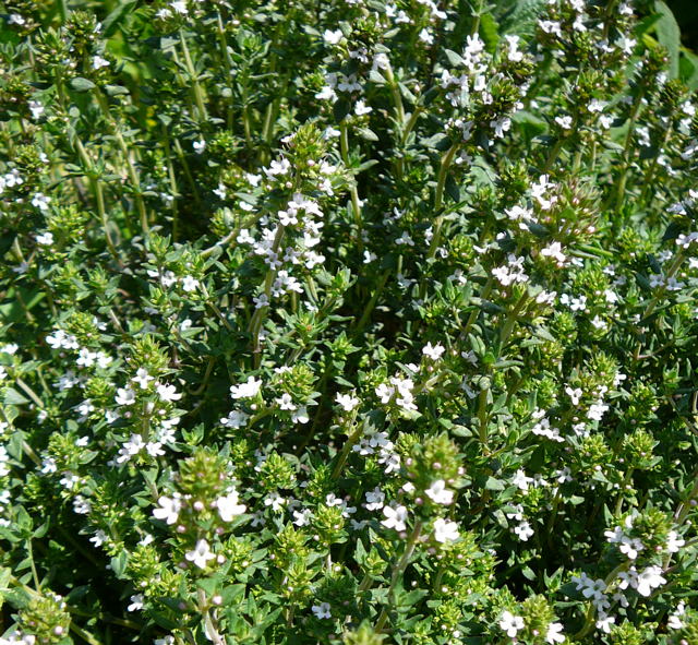 EchterThymian Thymus vulgaris Mai 2008 Httenfeld Wildblumen 005