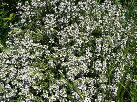 EchterThymian Thymus vulgaris Mai 2008 Httenfeld Wildblumen 102