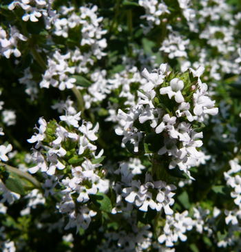 EchterThymian Thymus vulgaris Mai 2008 Httenfeld Wildblumen 103