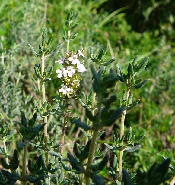 EchterThymian Thymus vulgaris Sep 2009 Htt & Viernheimer Heide an A6 kl. Biotop 079