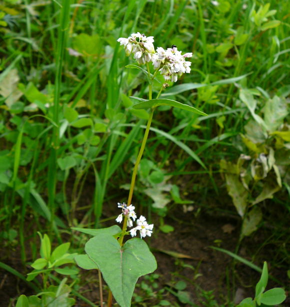Echter Buchweizen Fagopyrum esculentum Buchweizen Juni 2010 Viernheimer Wald bei Httenfeld und Blumenacker 032