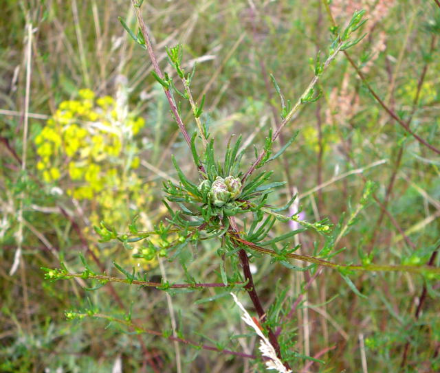 Feld-Beifu Artemisia campestris mit Gallen von Boucheella artemisiae Juli 09 Huettenfeld u. Biotop Rote Erde Lorsch 078