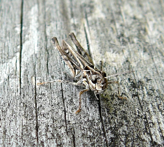Gefleckte Keulenschrecke (Myrmeleotettix maculatus) Weibchen  Juli 2010 Radtour zu Viernheimer Glockenbuckel 124