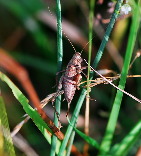 Gemeine Strauchschrecke - Pholidoptera griseoaptera, Weibchen Urlaub 2009 Tann in der Rhn NIKON 131