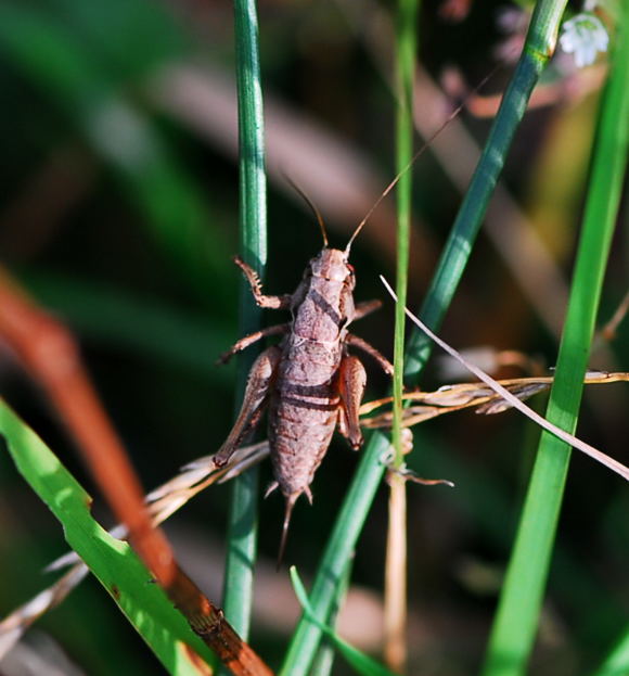 Gemeine Strauchschrecke - Pholidoptera griseoaptera, Weibchen Urlaub 2009 Tann in der Rhn NIKON 132