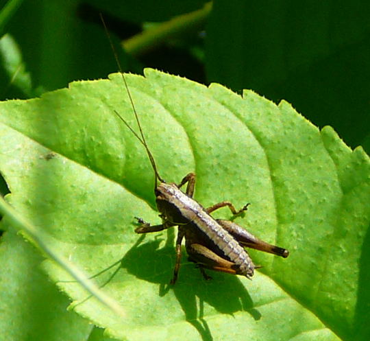 Gemeine Strauchschrecke Juni 2008 Annweiler Trifels Naturpark Pflzer Wald 048