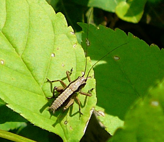 Gemeine Strauchschrecke Larve Juni 2008 Annweiler Trifels Naturpark Pflzer Wald 057