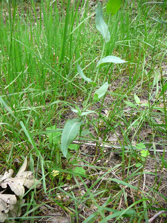 Gewhnlicher Ackerkohl (Conringia  orientalis) Juni 2010 Viernheimer Wald bei Httenfeld Schmetterlinge 125
