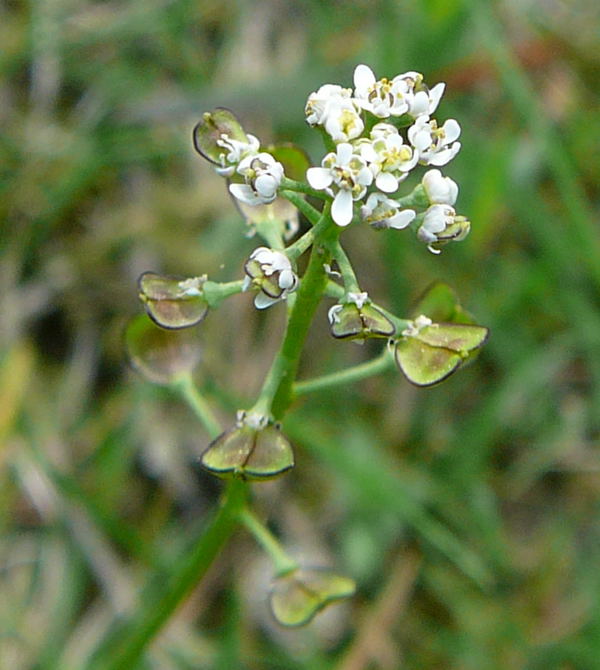 Kahler Bauernsenf (Teesdalia nudicaulis) Mai 09 Wildblumen & Insekten Viernheimer Wald-Mlldeponie 017