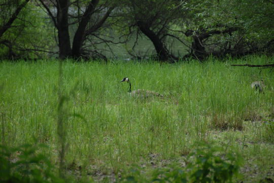 Kanadagans Mai 2008 Naturschutzgebiet LA Biedensand 025