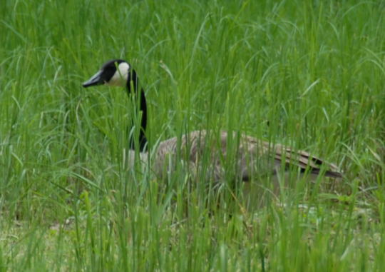 Kanadagans Mai 2008 Naturschutzgebiet LA Biedensand 025gr