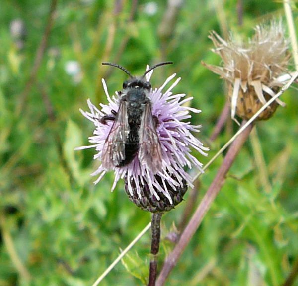 Khler-Sandbiene (Andrena pilipes) Juli 09 Httenfeld 030