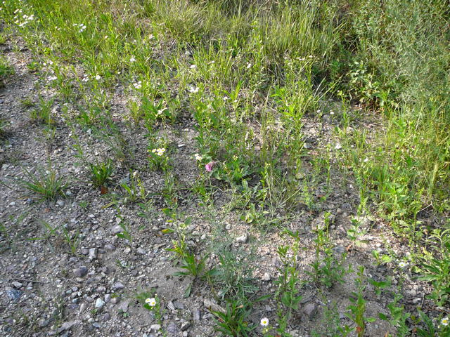 Nickende Distel (Carduus nutans) Juni 2011 Mannheim Blumen und Httenfeld Insekten 020