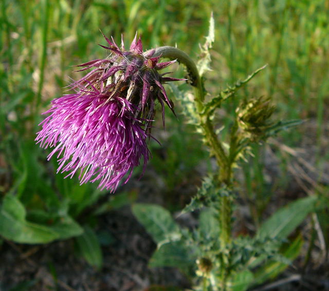 Nickende Distel (Carduus nutans) Juni 2011 Mannheim Blumen und Httenfeld Insekten 022