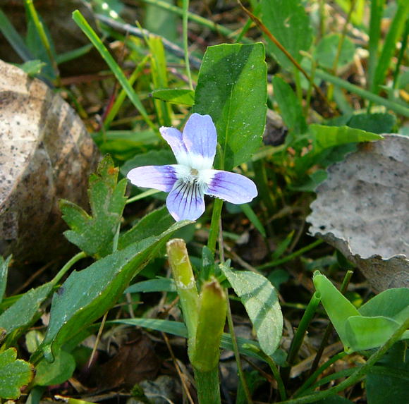 Niederes Veilchen Viola pumina Mai 2011 Biedensand Veilchen und Insekten 039