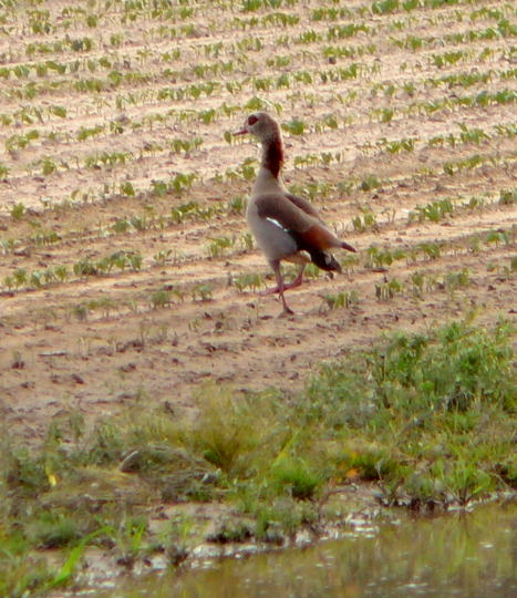 Nilgans Juni 07 Httenfeld 006kleiner