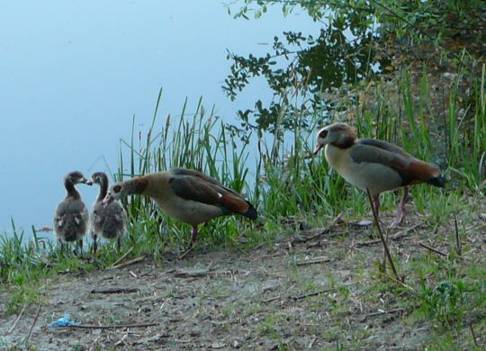 Nilgans Mai 2008 Ausritt 2 Htt-Lorscher Wald-See-Seefeld 069gr