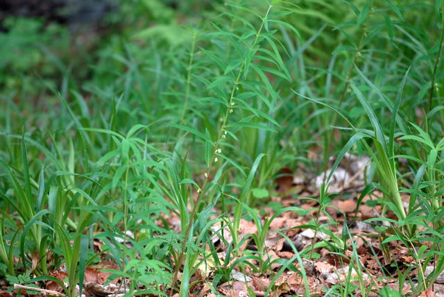 Quirlblttrige Weiwurz (Polygonatum verticillatum) Juni 09 Hoher Vogelsberg... 201