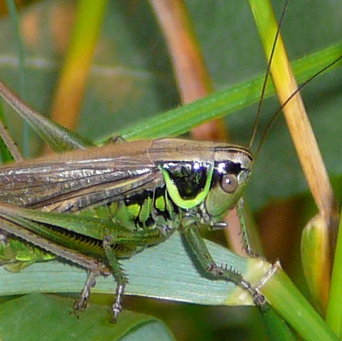 Roesels Beischrecke Metrioptera roeselii -Weibchen Juli 09 Biotop Rote Erde Lorsch 014a