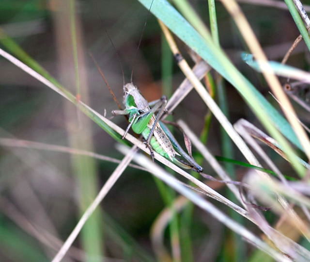 Roesels Beischrecke Metrioptera roeselii  Juli 09 Biotop Rote Erde Lorsch NIKON 147