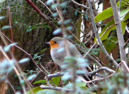 Rotkehlchen Erithacus rubecula Jan 09 Htt-Vgel 007