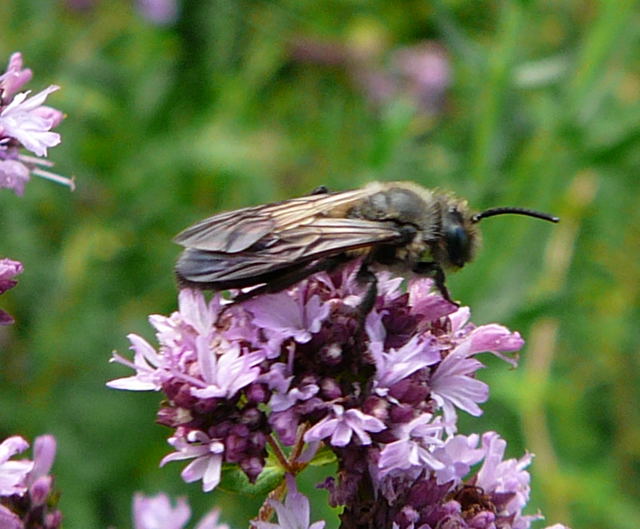 Sandbiene Andrena carbonaria Juli 09 Zrich Oerlikon & Huett Bienen 125