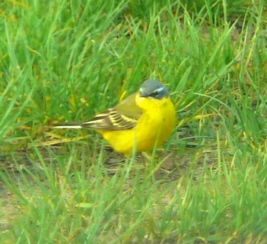 Schafstelze (Motacilla flava) Mai09 Graben Htt P1090285