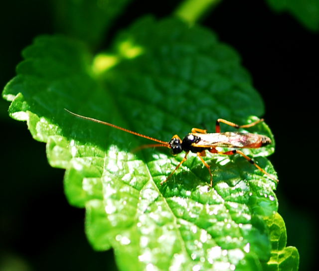 Schlupfwespe Ichneumonidae Sep 2009 Htt. an A67 und Dnen NIKON 001