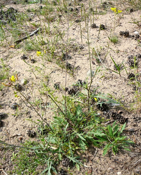 Schmalblttrige Doppelsame (Diplotaxis tenuifolia) Sept 2010 Viernheimer Glockenbuckel Blumen 016