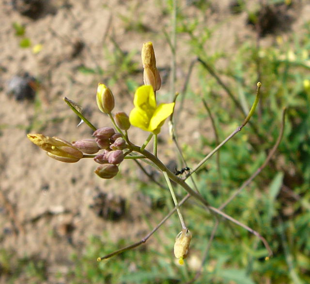 Schmalblttrige Doppelsame (Diplotaxis tenuifolia) Sept 2010 Viernheimer Glockenbuckel Blumen 017