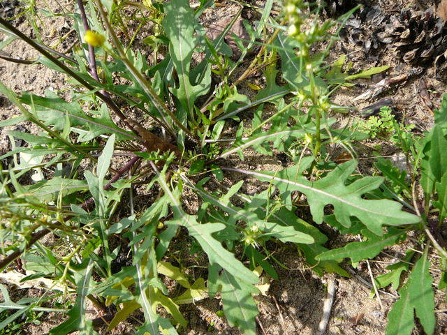 Schmalblttrige Doppelsame (Diplotaxis tenuifolia) Sept 2010 Viernheimer Glockenbuckel Blumen 018