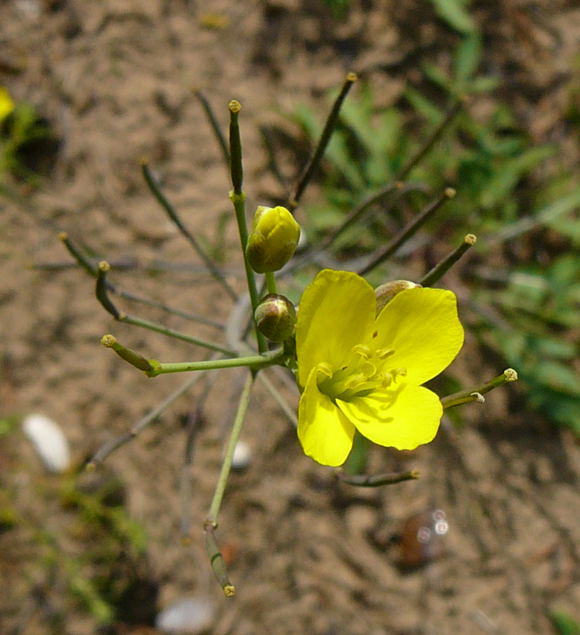 Schmalblttrige Doppelsame (Diplotaxis tenuifolia) Sept 2010 Viernheimer Glockenbuckel Blumen 021