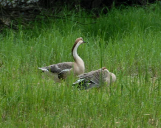 Schwanengans Mai 2008 Naturschutzgebiet LA Biedensand 020