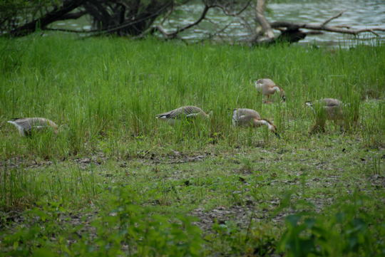 Schwanengans Mai 2008 Naturschutzgebiet LA Biedensand 023