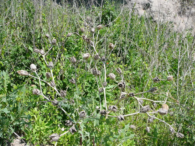 Stechapfel (Datura stramonium) Mai 09 Lorsch Weschnitzinsel Pana 062